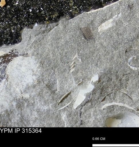 undet. Mollusca