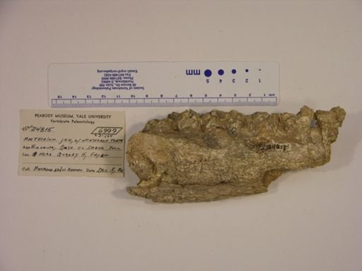Moeritherium lyonsi