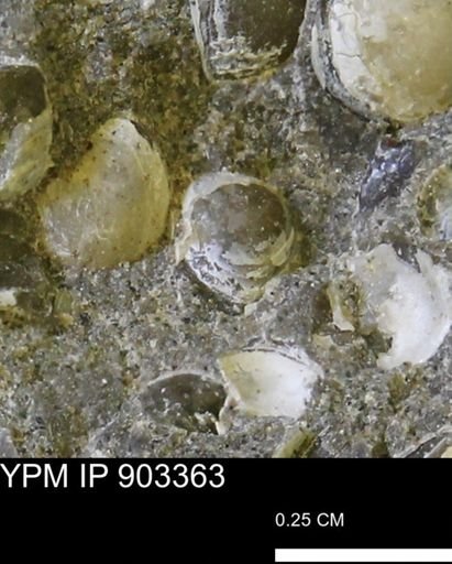 Corbulamella sp.