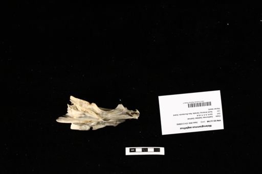 Melanogrammus aeglefinus