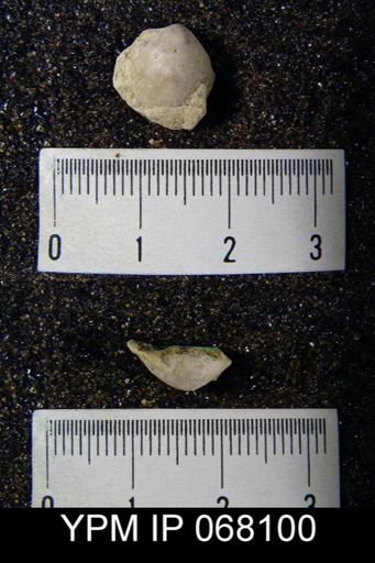 Uncinulus nucleolatus