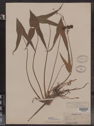 Sagittaria latifolia