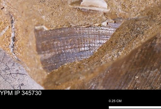 Limopsis striatopunctatus