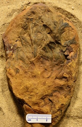 Aphlebia sp.