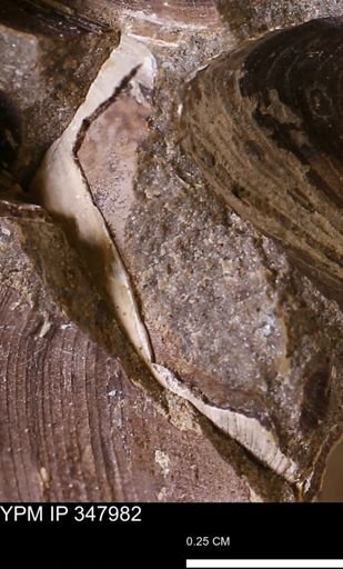 Limopsis striatopunctatus