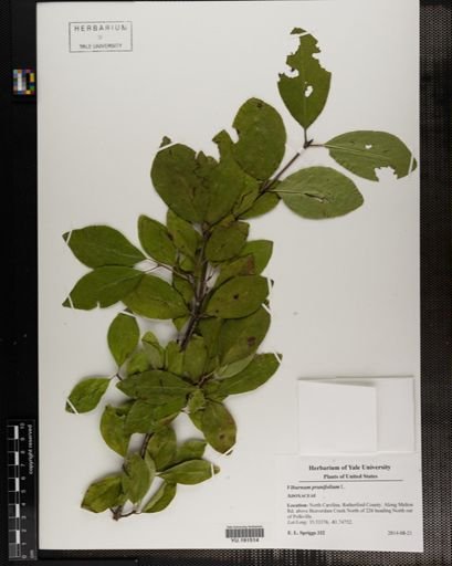 Plantae