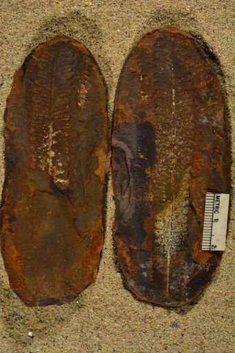 Pecopteris sp.