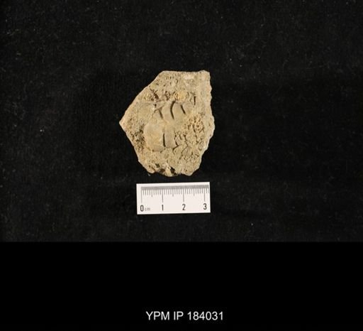 Ceraurus sp.
