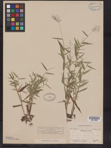 Panicum microcarpon