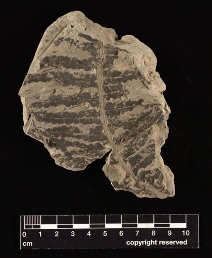 Thaumatopteris schenki
