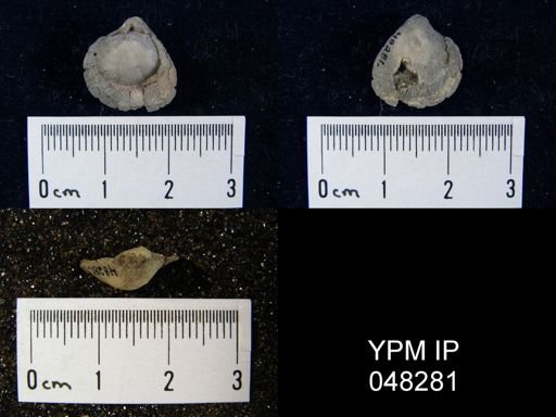 Isorthis arcuaria