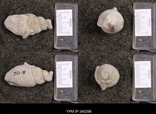 Aporrhais tarrantensis