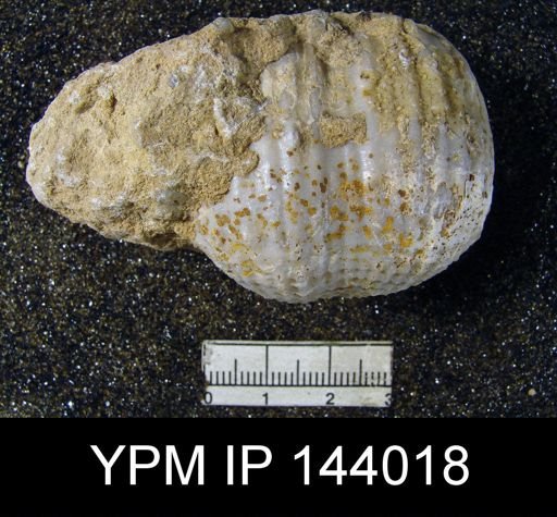 Dictyoclostus indicus