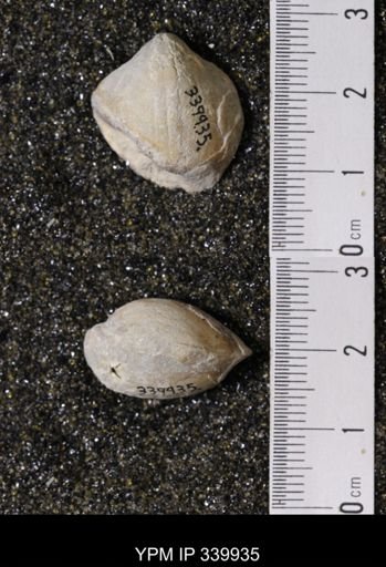 Kingena wacoensis