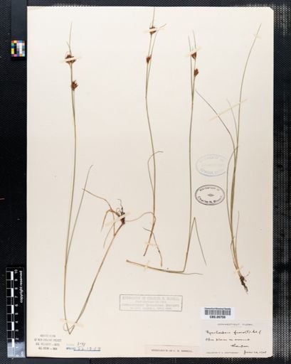 Rhynchospora fusca