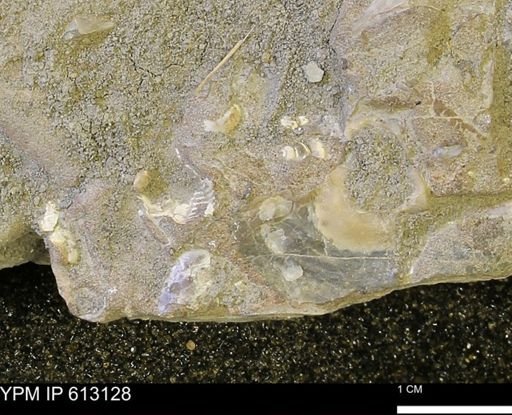 Inoceramus?