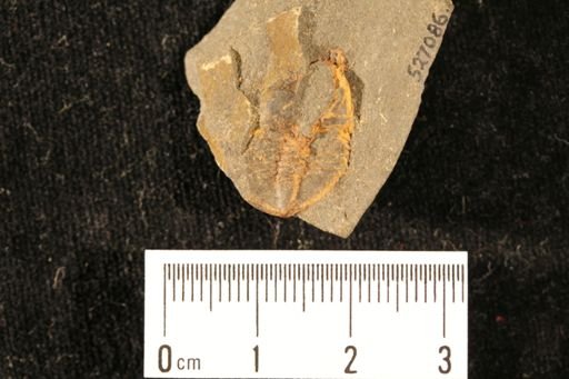 Cryptolithus tessellatus