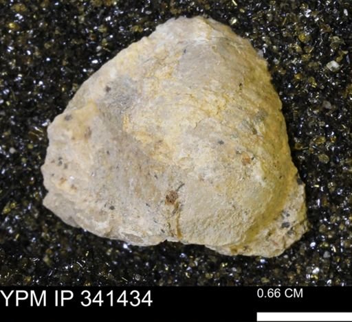 Scaphites sp.