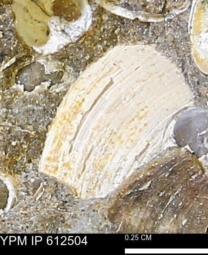 Limopsis striatopunctatus