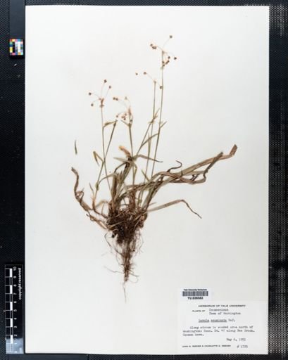 Luzula acuminata