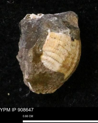 undet. Gastropoda