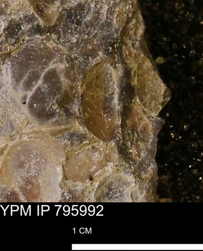 undet. Bivalvia