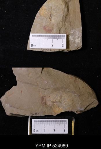 undet. Brachiopoda