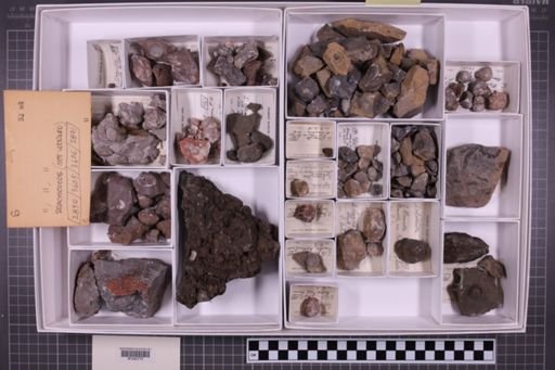 mixed taxa, stratigraphic collection
