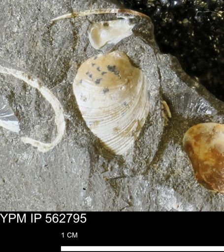Limopsis sp.