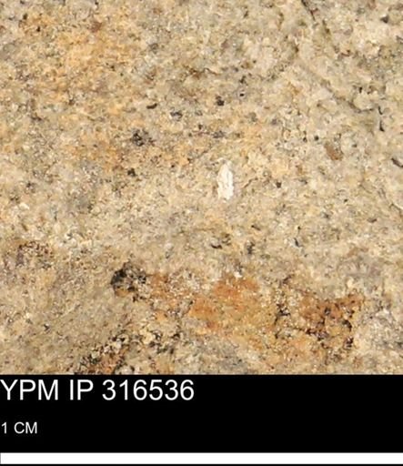 undet. Mollusca