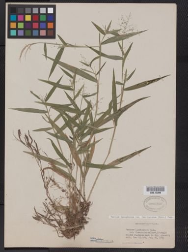 Panicum lanuginosum