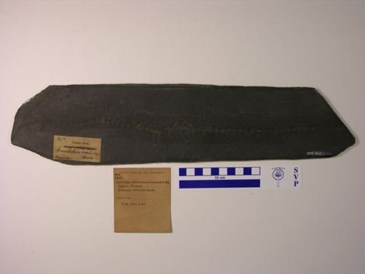 Lepidopus dorsale