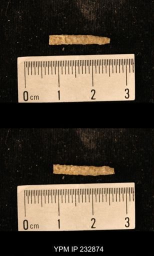 Archaeocidaris sp.