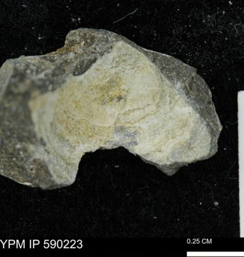 undet. Bivalvia