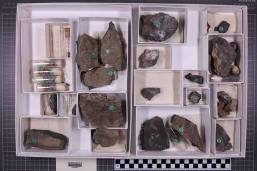 mixed taxa, stratigraphic collection