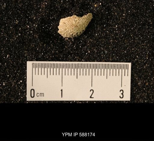 Platystrophia acutilirata