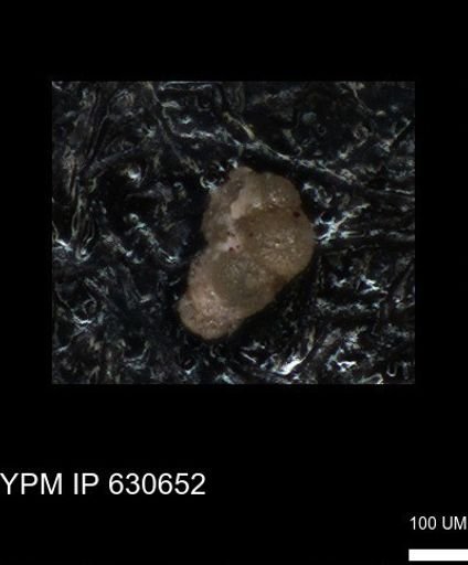 undet. Foraminiferida