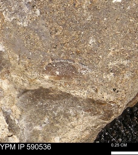Ostreacea