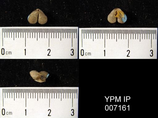 Bilobites varicus