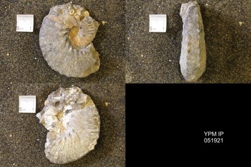 Hoploscaphites comprimus