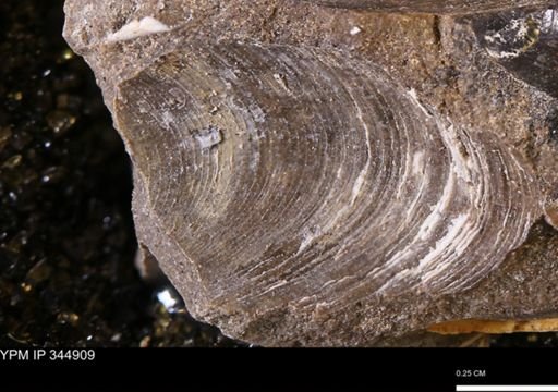 Limopsis striatopunctatus