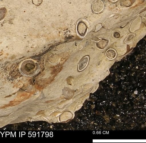 Serpulidae