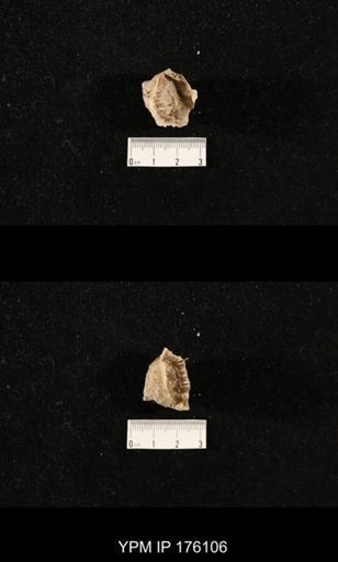 Hercosia sp.