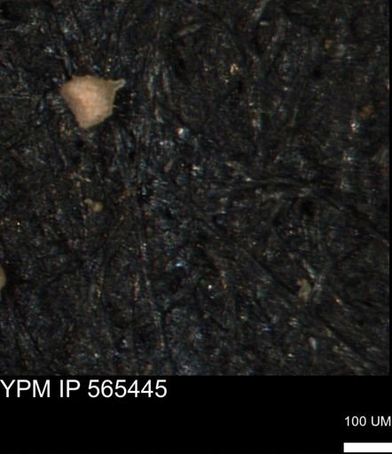 Clathrocyclas (Clathrocyclas) irrasa