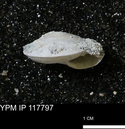 Poecilozonites bermudensis sieglindae