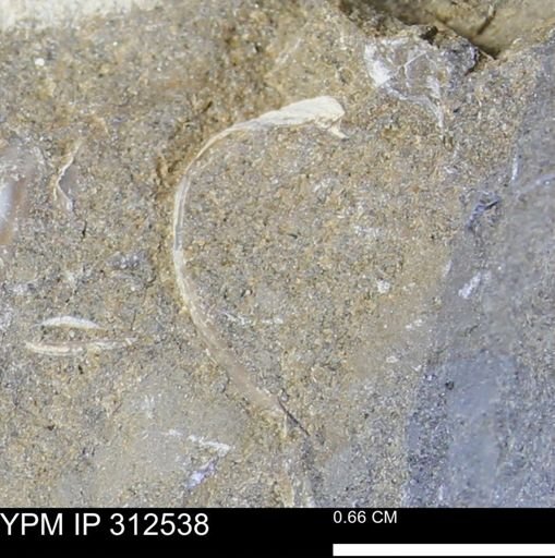 undet. Bivalvia