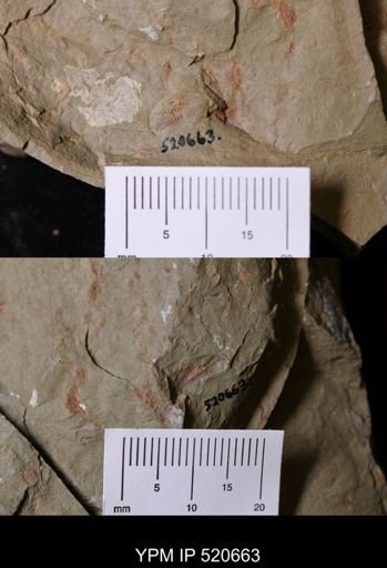 undet. Trilobita