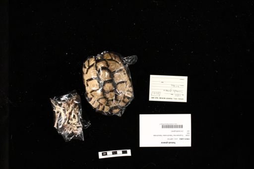 Testudo graeca