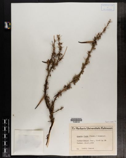 Acacia