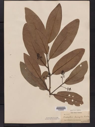 Ocotea